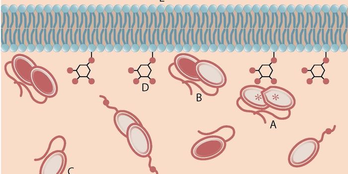 Tumor-Suppressing Protein
