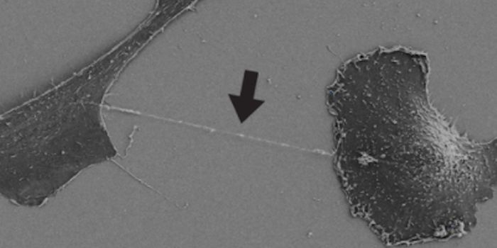 Mysterious Nanotubes Link Cells Together