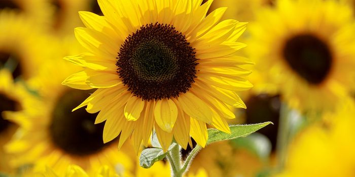 Using Sunflower Pollen to Create Ink For 3D Biomedical Printing
