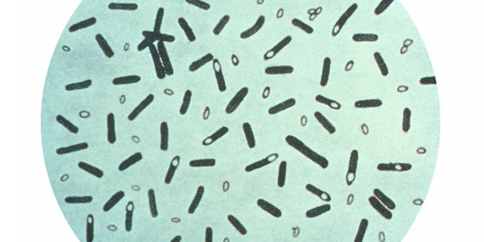 Bile Acid Stops C. difficile