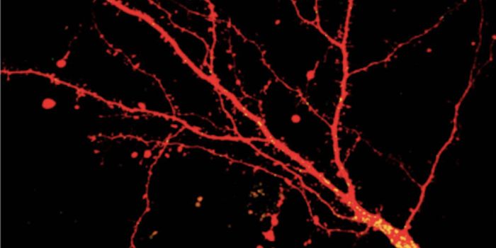 New Details on Protein Recycling in the Brain