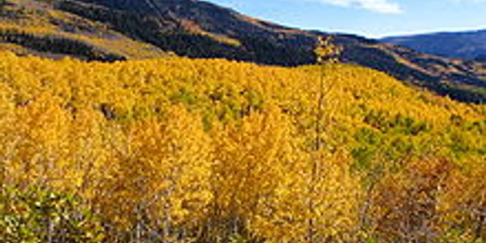 Should We Let Half the World Go Wild?