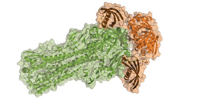 Designer Molecule can Stop the Flu
