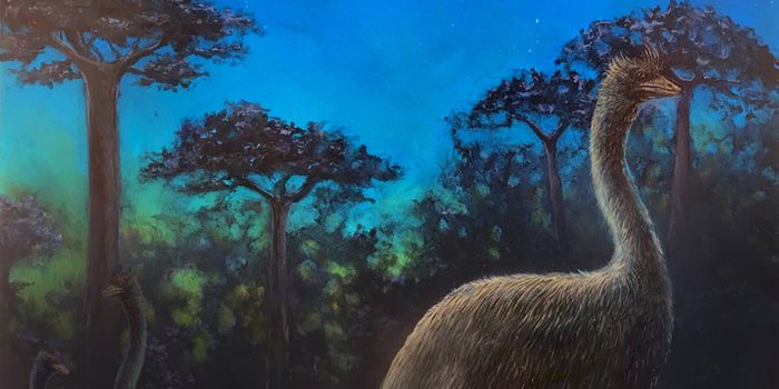 Study Suggests Extinct Elephant Birds Were Nocturnal and Nearly Blind