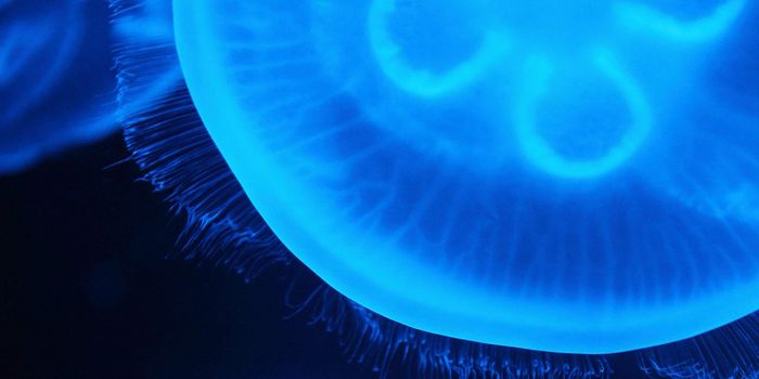 Unlocking Deep Ocean Mysteries with eDNA