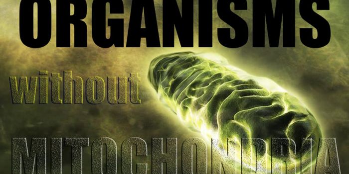 Missing Mitochondria