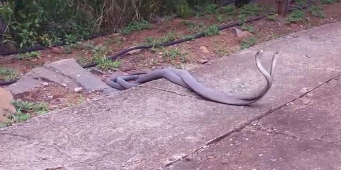 Watch Two Black Mambas Fight for Territory