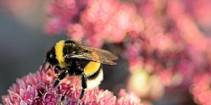Bees May 'Trick' Plants Into Flowering When Pollen is Scarce