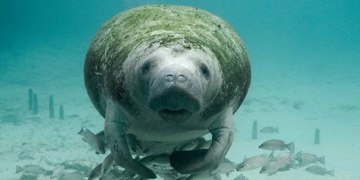 Florida's Manatees Are a Conservation Success Story