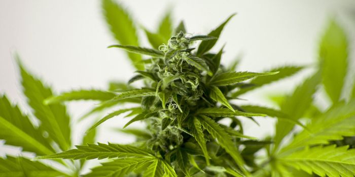 Health Concerns with Cannabis Edibles