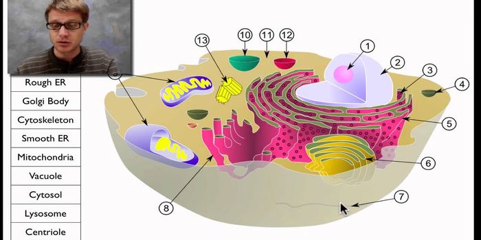 Get to know "the cell"