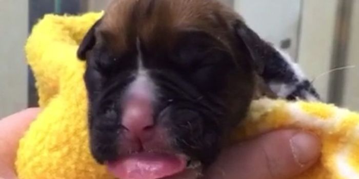 Couple Clones Puppies From Deceased Family Friend Under Miraculous Circumstances