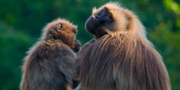 Drug Prevents Coronavirus in Monkeys