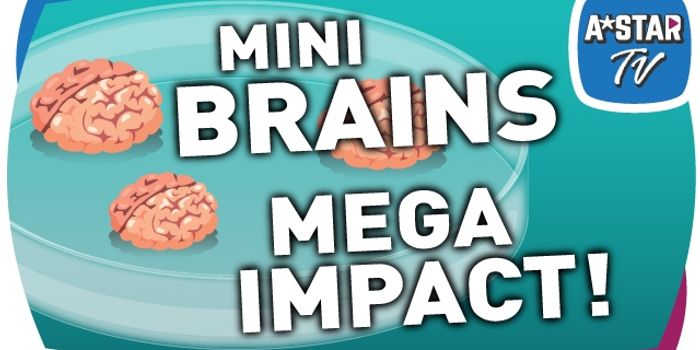 Midbrain Research Challenges met with Mini Brain Models