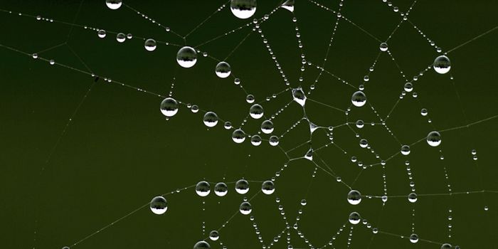 Protein Biophysics Revealed in Spiderweb/Dewdrop Interactions