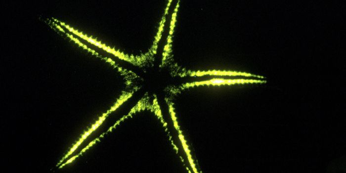 Underwater aglow: bioluminescence