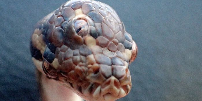 Three-Eyed Snake Found Slithering Around in Australia