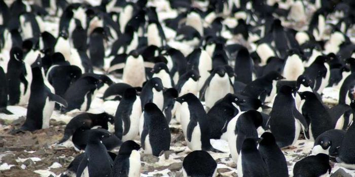 Tail Feathers Can Tell Us Where Penguins Have Been