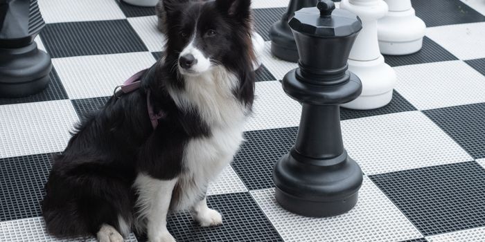 Is Playfulness a Sign Your Dog is Gifted?