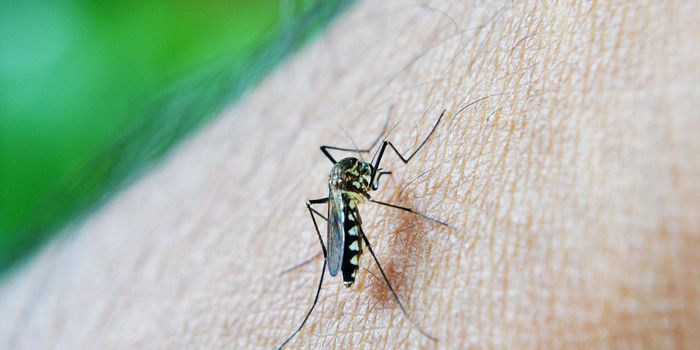 Novel Malaria Vaccine Elicits Strong Immune Response