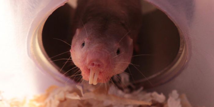 These Mammals Turn Into Plants When Deprived of Oxygen