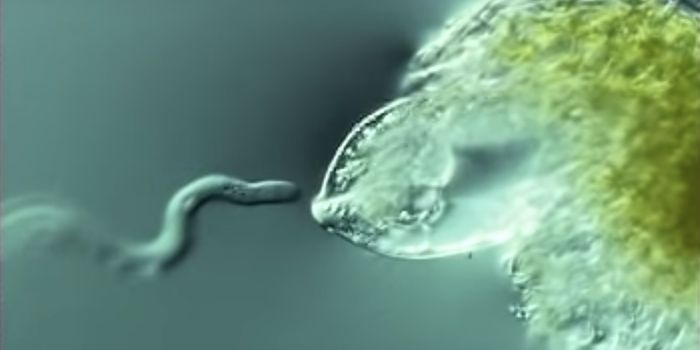 Researchers Learn What Drives a Plant 'Erection'