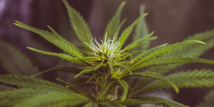 Over 50% Cannabis Users Experience Anxiety and Paranoia