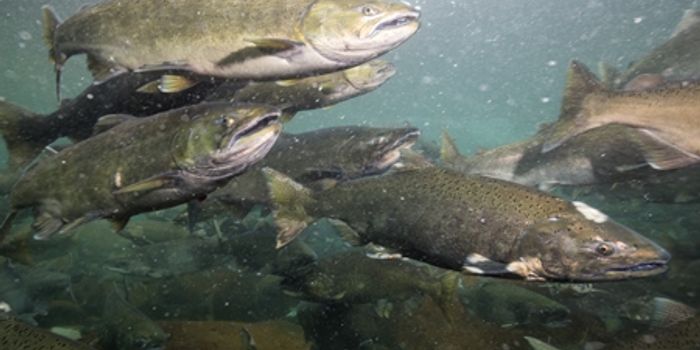 Decaying Salmon Bodies Help Younger Populations Thrive