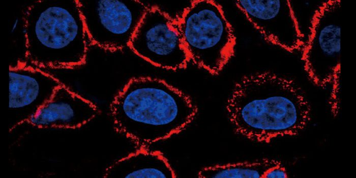 CD44 Insights & Cancer Influence