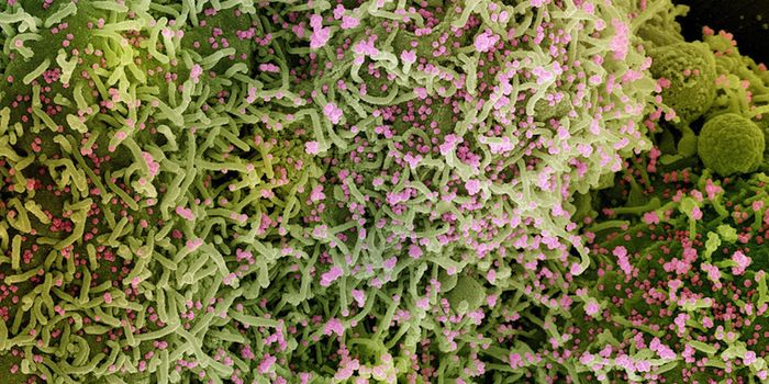 Studying the Evolution of SARS-CoV-2 in One Patient Over 324 Days