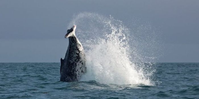 Photographs of New Zealand Whale Reveal Missing Tail Fins