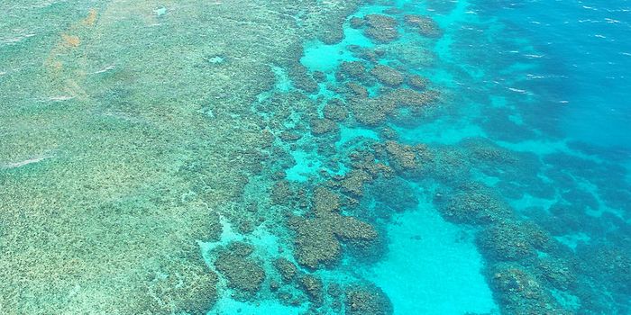 The Great Barrier Reef is Bleaching Again