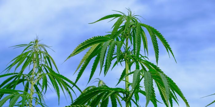 Research Funding in US Focuses on Harms of Cannabis