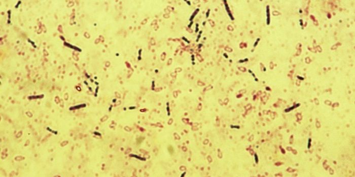 New Mechanisms of 'Social Networking' in Bacteria Found