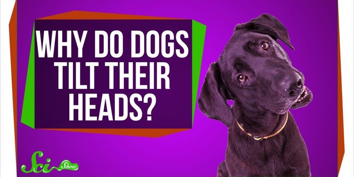 Why does my dog tilt her head?