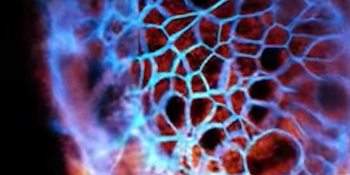 3D Movies of Cellular Activity in Unprecedented Detail