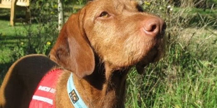 Can A Dog Smell Cancer?