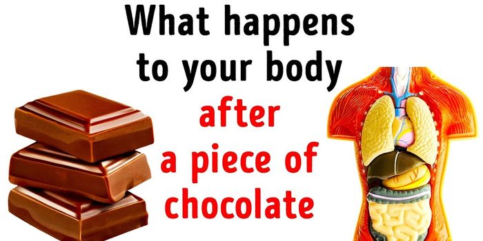 How Your Body Responds to 1 Piece of Chocolate