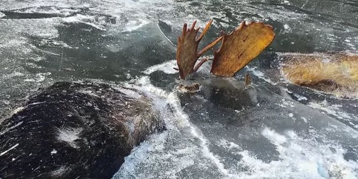 Two Moose Were Reportedly Frozen in Time During Epic Battle