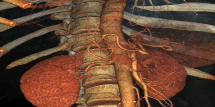 A 3-D Voyage Through the Human Body