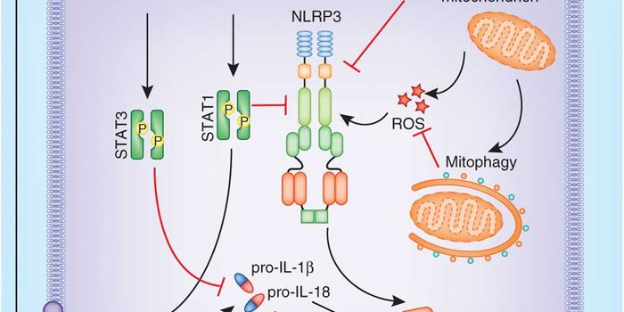 Cell Division Enzyme Plays Dual Role in Inflammatory Pathway