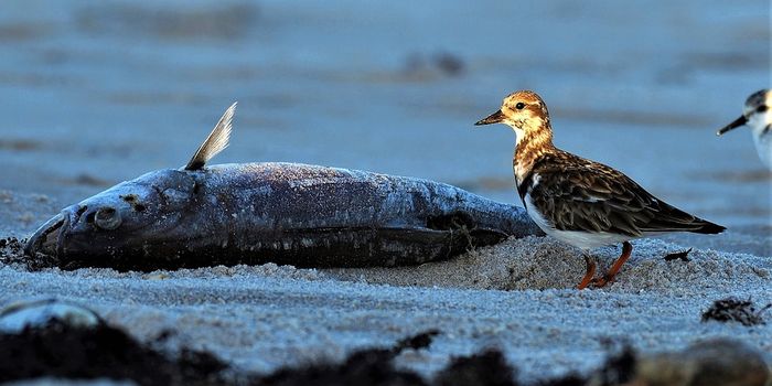 Managing toxic algal blooms