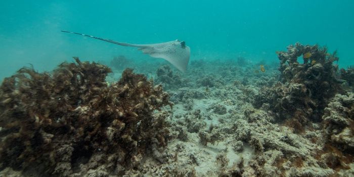 Danger for the Great Barrier Reef