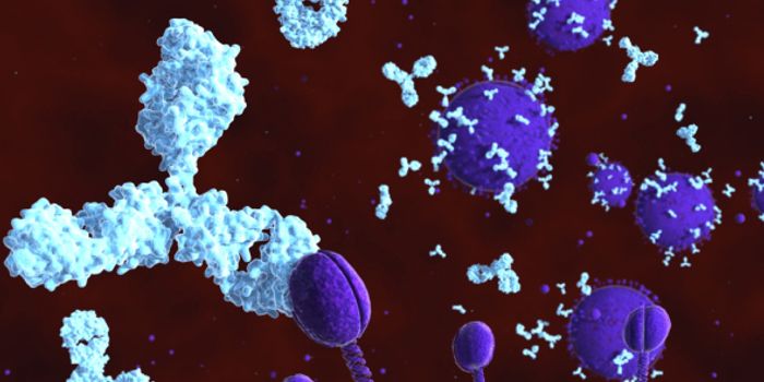 Mimicking Antibodies Presents Opportunity for HIV Vaccine