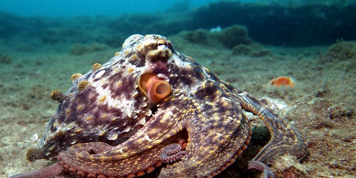 Octopuses Change Color When They Are Feeling Aggressive