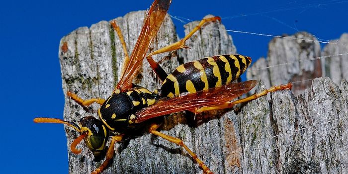 Study Investigates Why People Like Bees and Dislike Wasps