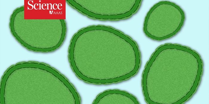 Prochlorococcus, the Ocean's Most Abundant Photosynthesizing Microbe