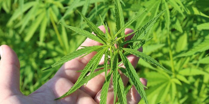 Positive Benefits of Medical Cannabis for Sleep Apnea