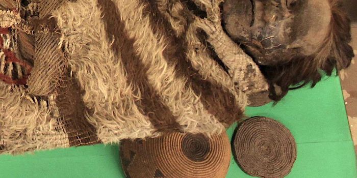 New Method of Extracting DNA from Ancient Mummy Head Lice