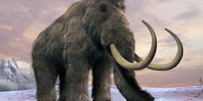 Did the Mammoth Go Extinct Because of Water Shortages?